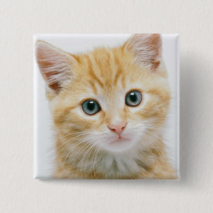 SüßorangeTabby Button