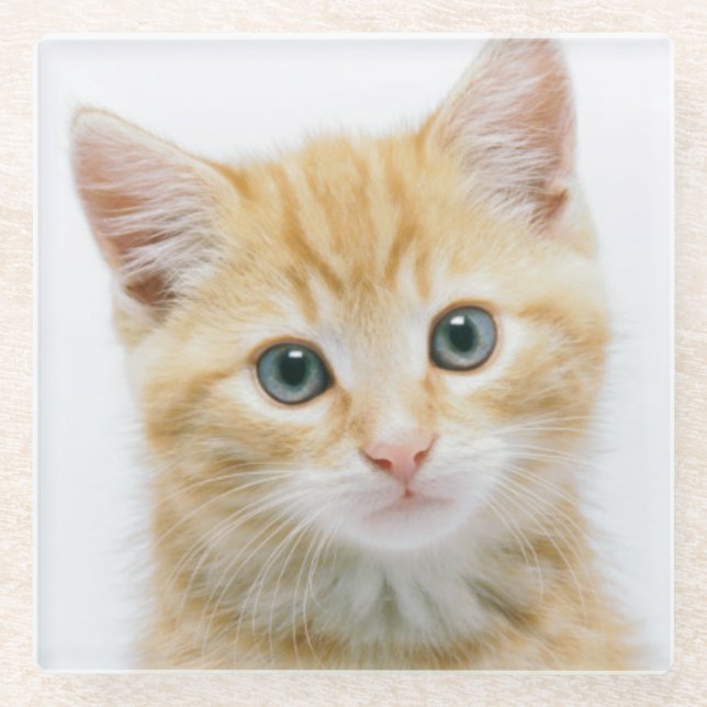 SüßorangeTabby Glasuntersetzer (Vorderseite)