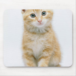 SüßorangeTabby Mousepad