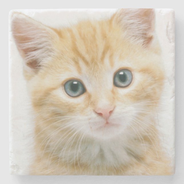 SüßorangeTabby Steinuntersetzer (Vorderseite)