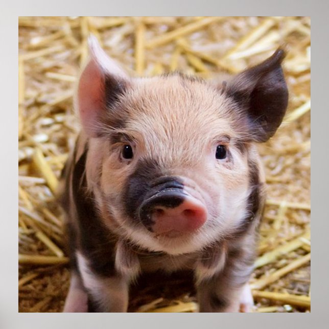 Süßpigment Poster (Vorne)