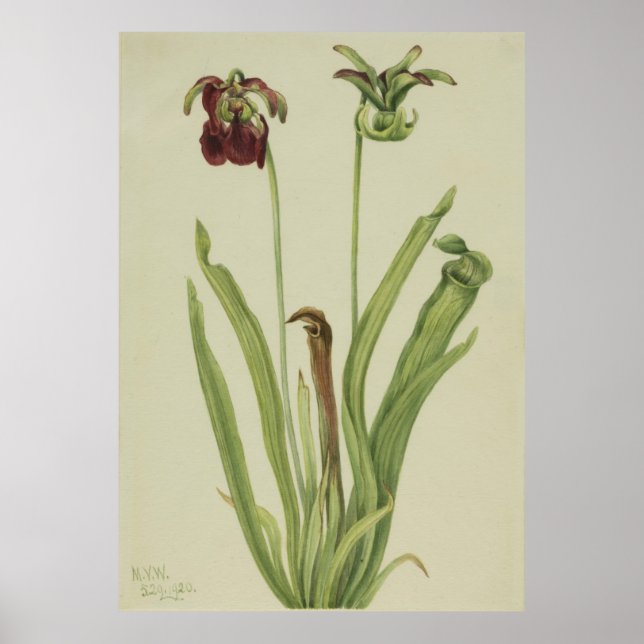 Süßpitcherpflanze (Sarracenia rubra) Poster (Vorne)