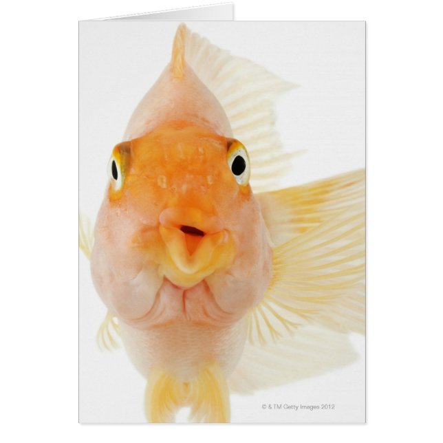 Süßwasserfische (Vorne)