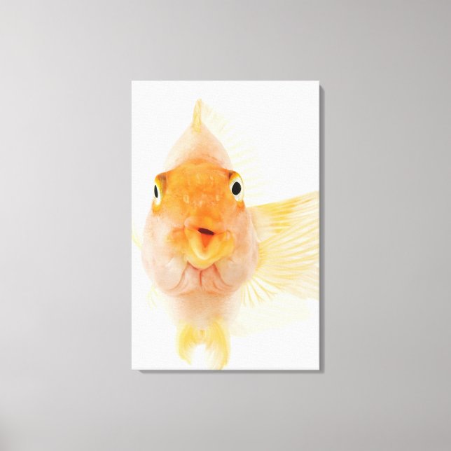 Süßwasserfische Leinwanddruck (Vorderseite)