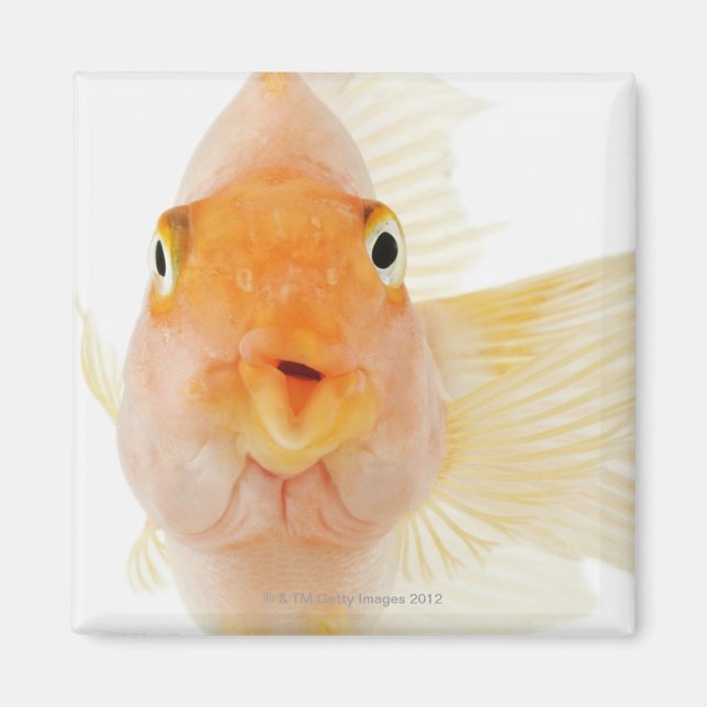 Süßwasserfische Magnet (Vorne)