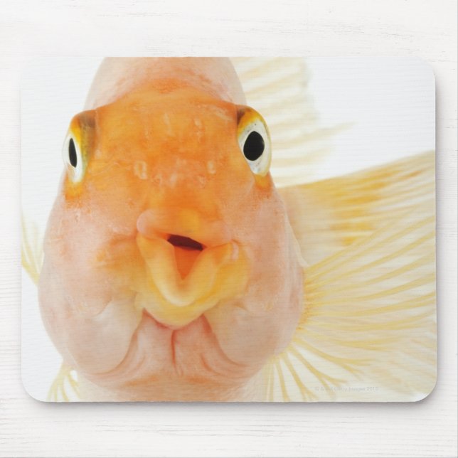 Süßwasserfische Mousepad (Vorne)