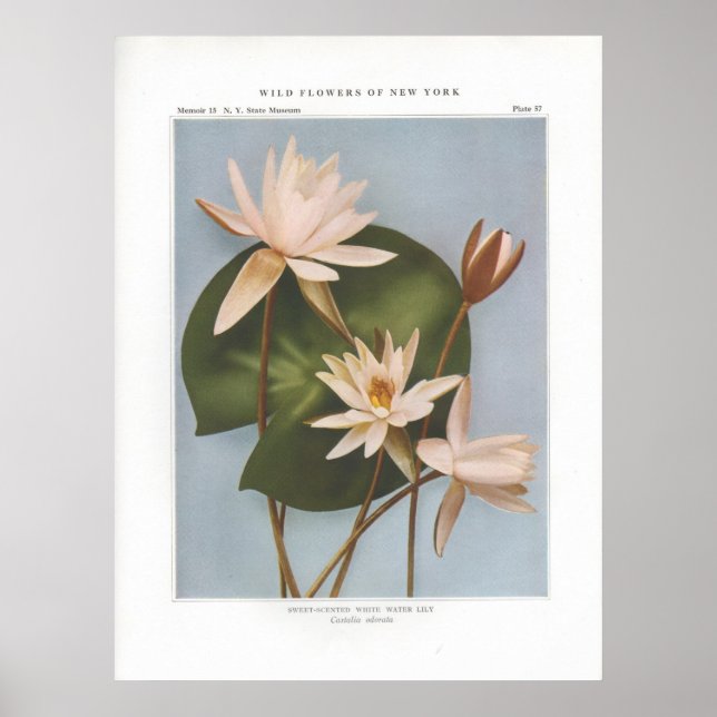 Süßwasserlilie - Castalia odorata Poster (Vorne)