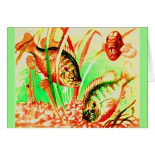 Süßwassersonnenfisch