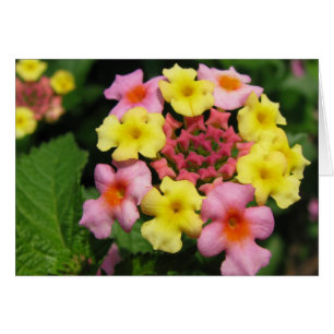 Süßwassersprinkles