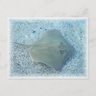Süßwasserstingray-Postkarte Postkarte