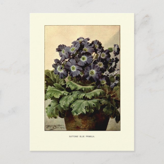 Suttons blaue Primel Postkarte (Vorderseite)