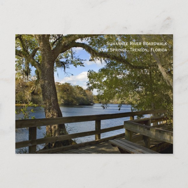 Suwannee River Boardwalk Postcard Postkarte (Vorderseite)
