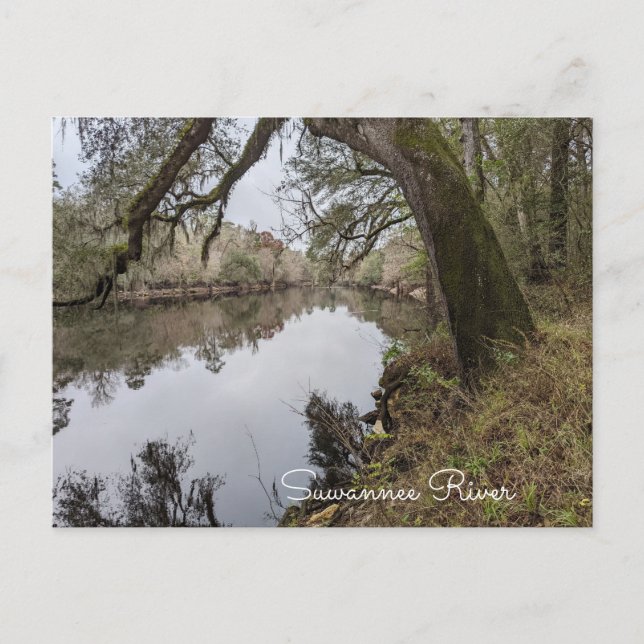 Suwannee River Postcard Postkarte (Vorderseite)