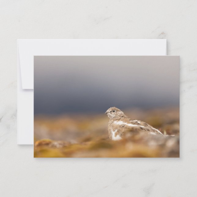 Svalbard Ptarmigan Nature Foto-Karte (Vorderseite)