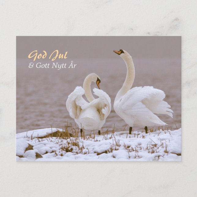 Svanpar i nysnö CC0804 Julhälsning Postkarte (Vorderseite)