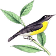 Produkte für Vögel und Natur Designs