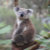 Koalication