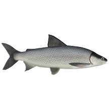 Freshwater Whitefish Group Posters