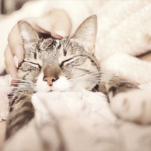 I love my sweet little cat photo