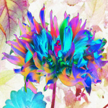 Stunning Watercolor Rainbow Cactus Dahlia