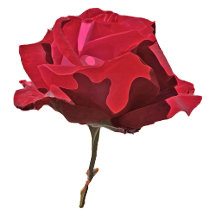 Red Rose Memorial Collection