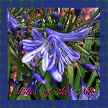 Lilies of the Nile Floral Beauty