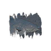 Cat Fishing - Catfish and Bullheads