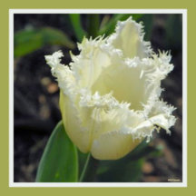 Elegant White Frayed Tulip for Mother