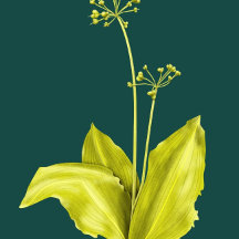 Wild Garlic Green Plant Botanical Art