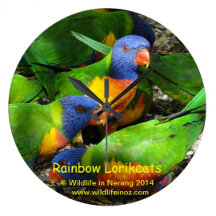 Rainbow Lorikeets