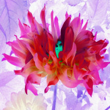 Stunning Red and Hot Pink Cactus Dahlia