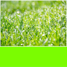 Grass Green Solid Color