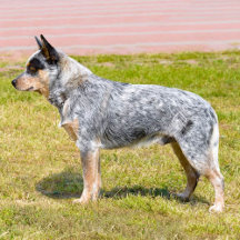 Cattle Dog