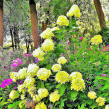 Chartreuse Green Limelight Hydrangea Garden
