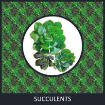 Rosette Succulents