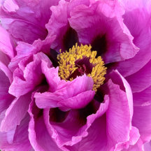 Pink Peonies