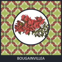 Bougainvillea