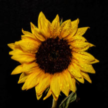 Sunflower Water Droplets Wedding Collection