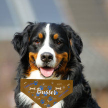 Pet Bernese Mountain Dog