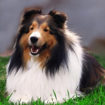 Shetland Sheepdog Sheltie Art