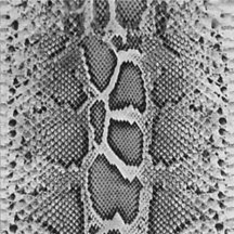 Snake Skin, Snake Scales