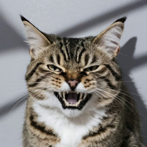 All Cats wild and domestic