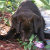 Chocolate Lover's Labs