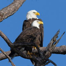 A New Couple: M & F23 