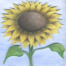 Beautiful Sunflower Collection