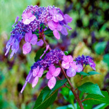 Purple Twist and Shout Hydrangea Flower