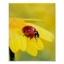 Ladybug on Yellow Flower