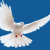 BORN TO BE FREE