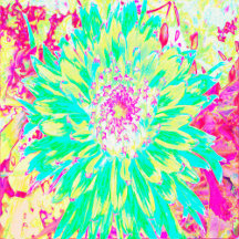 Yellow and Magenta Decorative Dahlia Flower