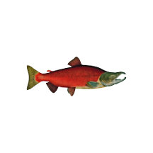 Pacific Salmon